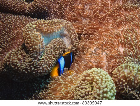 anemone fish, great barrier reef,  australia
