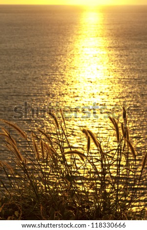 Blossoming grasses and wildflowers silhouetted  by sunset in front of ocean
