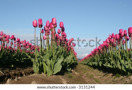 field of pink tulips in rows in the sunshine