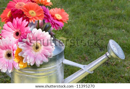 gerber daisy bouquet in watering can on the lawn