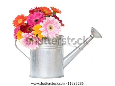 colorful daisies in metal watering can - white isolation