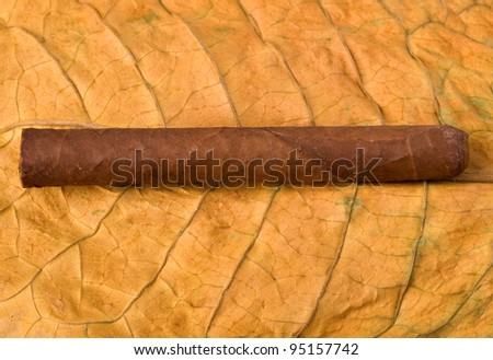 Close-up on the cigar tobacco leaves