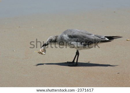 seabird on Daytona Beach - a bird runs along the wet sand at the waters edge looking for food during low tide