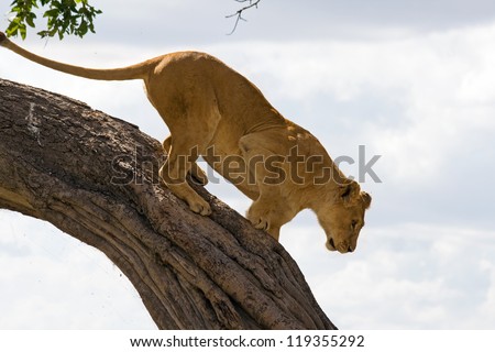 Female lion climbing down a tree in Masai Mara, Kenya