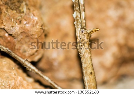 Close up of a Stick Insect