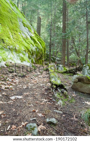Woods with secret pathway and vibrant green moss growing on large granite boulders