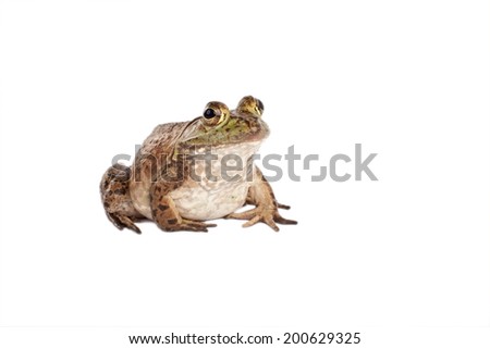 Gigantic bull frog isolated on a white background looking forward and to the side