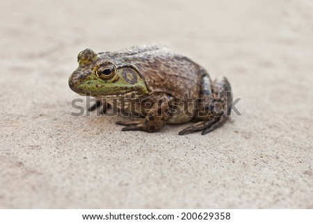 Gigantic bull frog isolated on a concrete driveway looking to the side