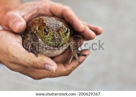 Gigantic bullfrog being held by a man\'s Caucasian hands