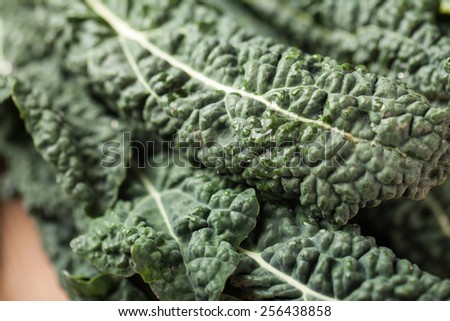 Macro shot of freshly harvested lacinato kale from an organic farm