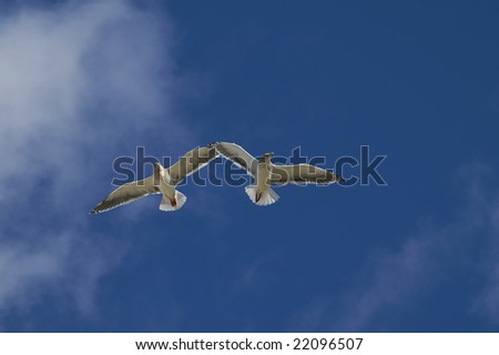 Two sea gulls by wing to wing fly to turn blue the sky.