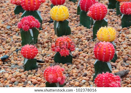 Colorful cactus on gravel ground,it is not flower but is sprout or offshoot of them