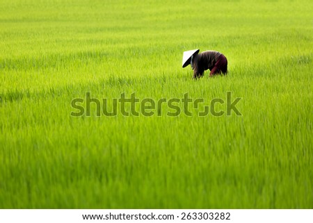 Similar – Foto Bild Ein vietnamesischer Reisbauer auf einem grünen Reisfeld bei der Arbeit