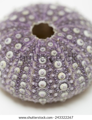 A closeup of a purple sea urchin test.