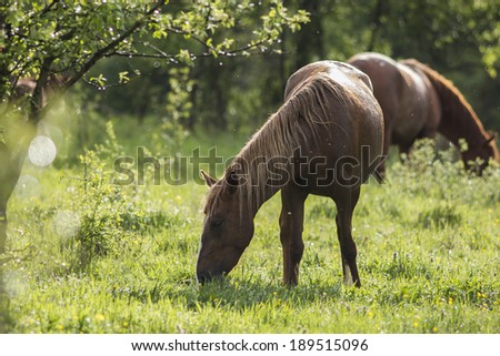 Horse feeding with fresh grass