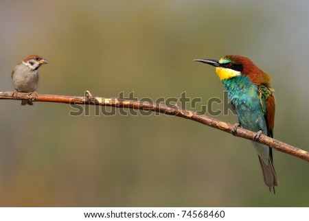 bee eater and small bird on a twig