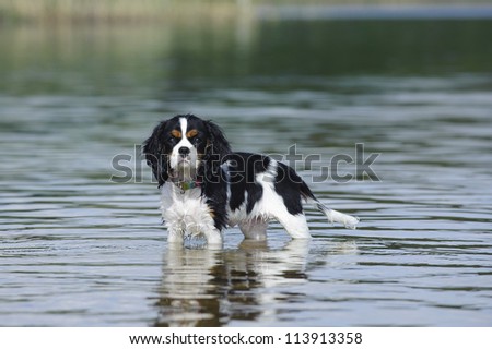 Cavalier king charles spaniel in lake