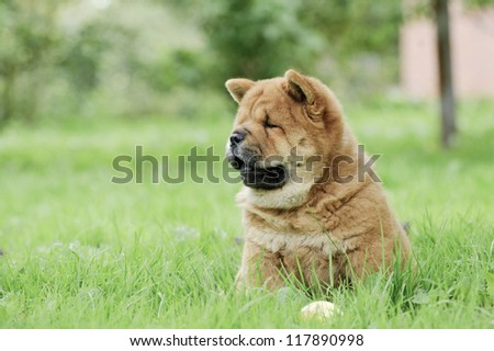 Chow chow puppy portrait