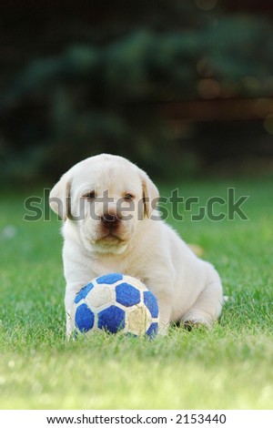 Labrador Retriever Puppy Playing Football (Soccer) Stock Photo 2153440 ...