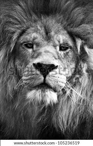Lion looking directly at camera in black and white
