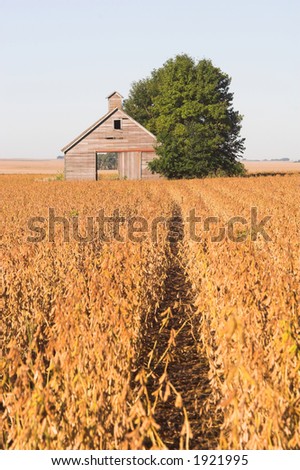 An abandoned barn in a soybean field during harvest time.