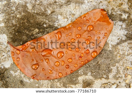 lovely wet dried brown leaf sits on a concrete bed