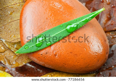 a wonderful wet green leaf sits on a wet undisturbed stone on a bed of forest leaves
