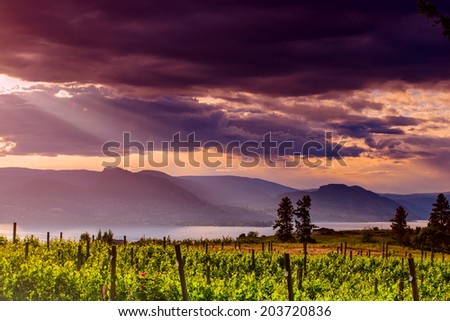 Vineyard back lite against setting sun and clouds