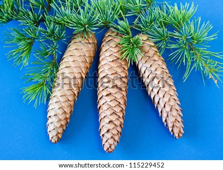 Spruce cones and branch on blue background. Three spruce cones with a fir tree branch isolated on a blue background
