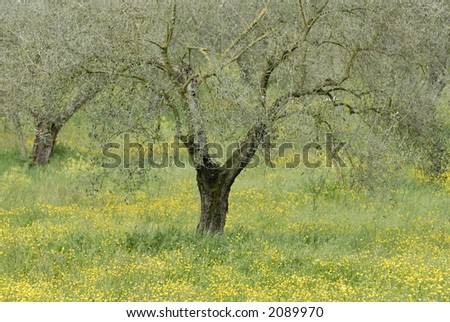 Olive tree in the country.