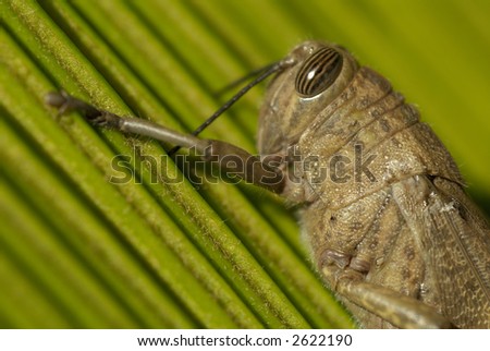extreme close up of grasshopper caelifera on chicas leaf