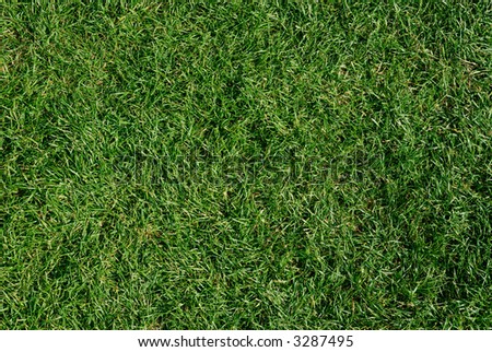 close up of freshly cut green grass lawn background