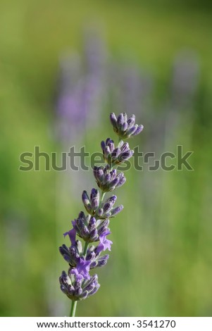 Close up single flower spike of lavender. Flower spikes are used for dried flower arrangements. The fragrant, pale purple flowers and flower buds are used in potpourris.