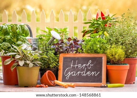 Herb garden at home yard in with pots of herbs in front of fence