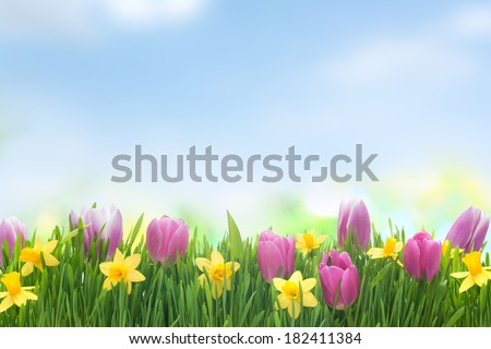 Spring narcissus and tulips flowers in green grass on blue sky background