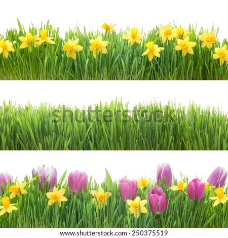 Green grass and spring flowers isolated on white background