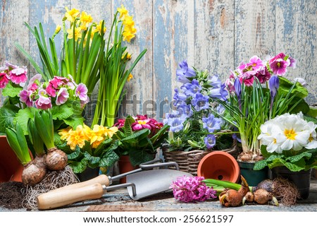 Gardener planting spring flower