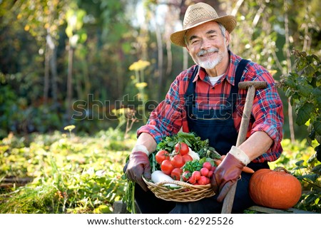 Senior gardener with a basket of harvested vegetables  in the garden