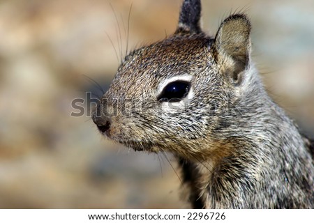 dirty mouth ground squirrel
