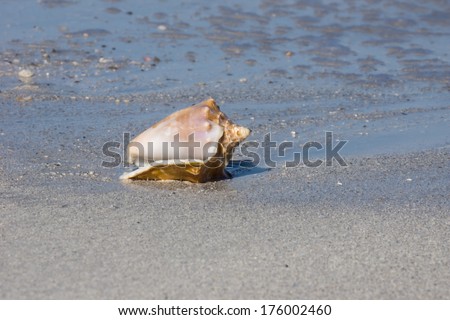 Atlantic Ocean Shell on a Sandy Beach in Cuba