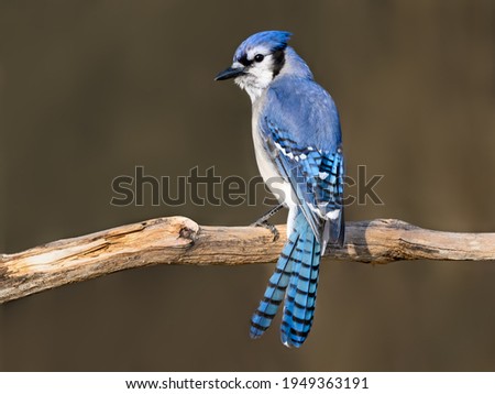  Blue Jay Portrait in Early Spring on Brown Background Photo stock © 