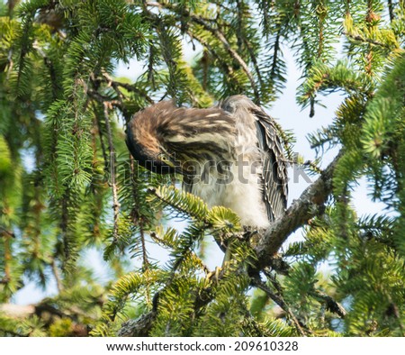 Green Heron (Butorides virescens) Perched on a Pine Tree and Grooming