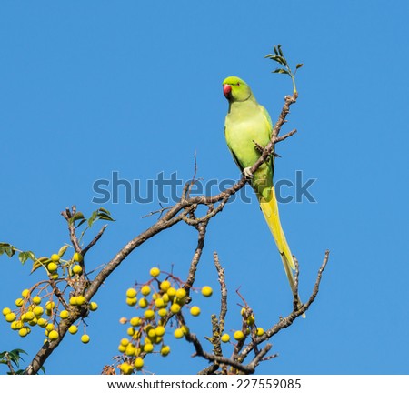 Beautiful Rose-ringed Parakeet on Blue Sky