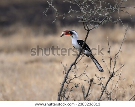 Closeup of an African Von der Decken's Hornbill in a tree Stock fotó © 