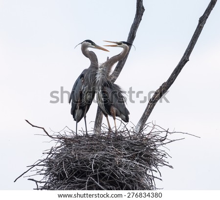 Pair of great blue herons build a nest