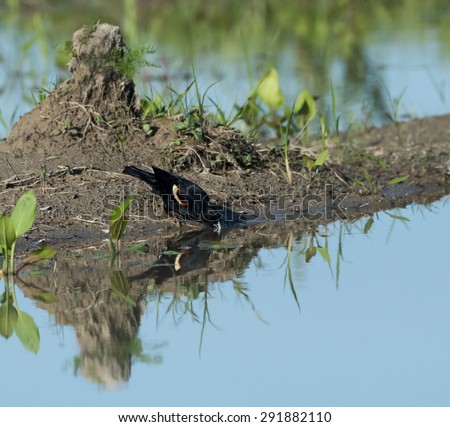 Male Red-winged Blackbird Drinking Water from a Pond