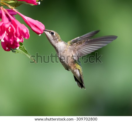 Female Ruby-throated Hummingbird sipping nectar from the pink flower