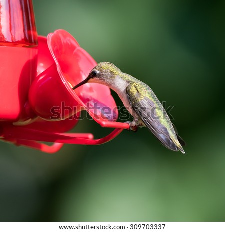 Female Ruby-throated Hummingbird Sitting on the Feeder