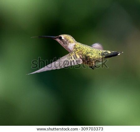 Female Ruby-throated Hummingbird in Flight on Green Background