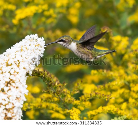 Female Ruby-throated Hummingbird on Yellow Background